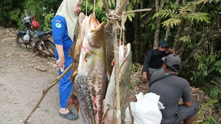 Ikan Tapah Hasil Tangkapan Warga Tarik Perhatian Masyarakat