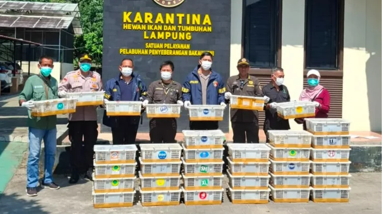 Karantina Lampung Perkuat Pengawasan Lalu Lintas Satwa