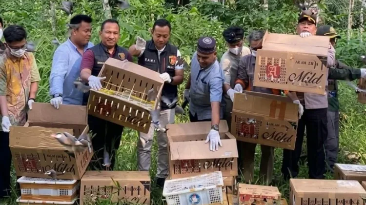 Ratusan Burung Sitaan Dilepasliarkan di Hutan Gunung Rajabasa