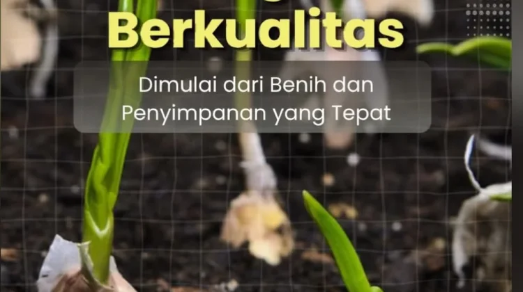 Kunci Sukses Bawang Putih Berkualitas