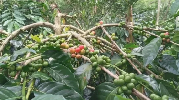 Way Kanan Dorong Hilirisasi Kopi Robusta Tingkatkan Nilai Jual