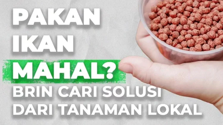 Riset BRIN Dorong Kemandirian Pakan Akuakultur