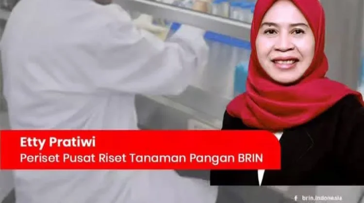 Biofertizinc BRIN Tingkatkan Produktivitas Padi hingga 50 Persen