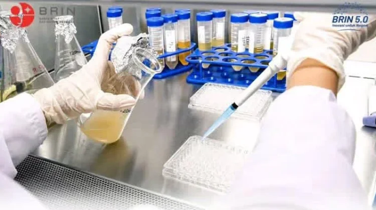 Pupuk Hayati Biofertizinc BRIN Tingkatkan Zinc Padi untuk Perbaikan Giz