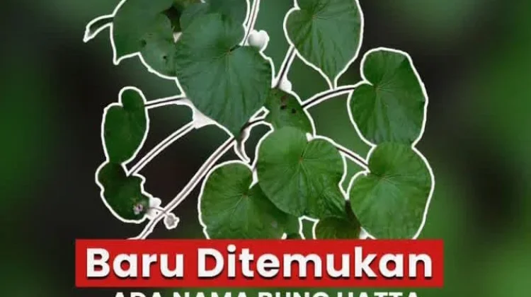 BRIN Ungkap Lukisan Cadas Muna Berusia 67.800 Tahun, Tertua di Dunia