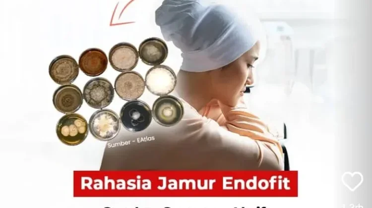 BRIN: Jamur Endofit Hidup Bersimbiosis dengan Tanaman, Hasilkan Senyawa Antikanke