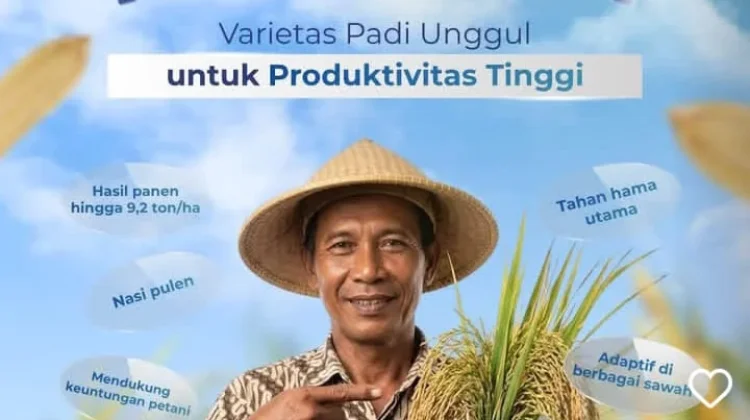 BRIN: 30 Varietas Jagung Hibrida Dr. Andi Takdir Ditanam Jutaan Petani