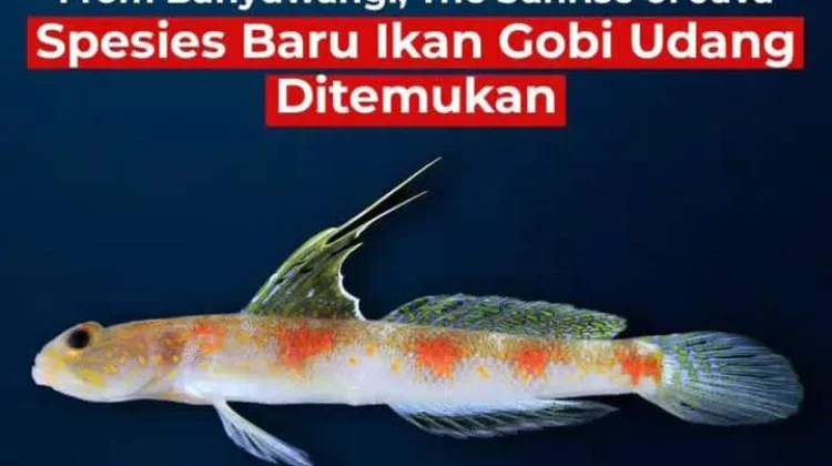 BRIN Temukan Spesies Baru Ikan Gobi Udang dari Banyuwangi