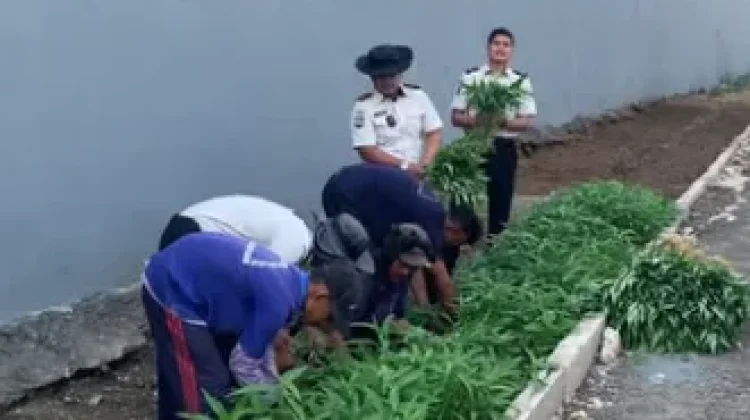 Lapas Way Kanan Panen 27 Kilogram Kangkung dari Lahan Tidur