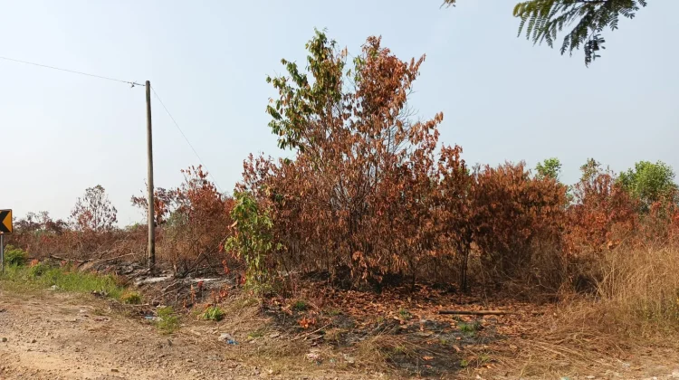 Lahan Terbakar di tengah Musim Kemarau, Warga Diminta Waspada Kebakaran