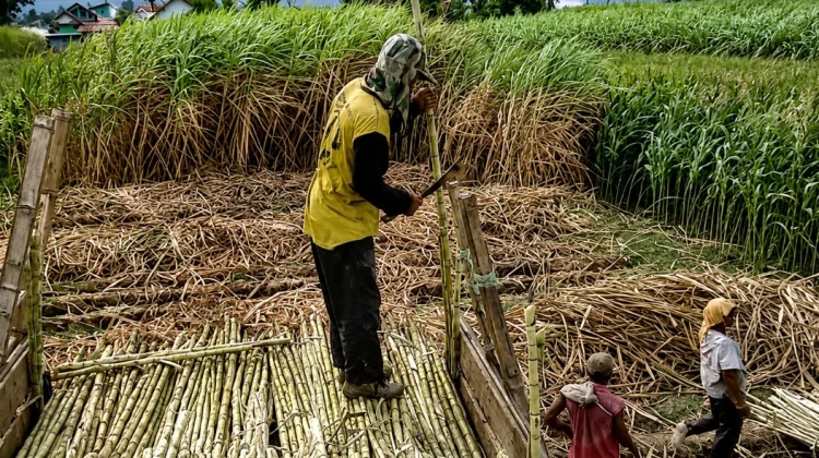 Way Kanan Dapat Alokasi Peremajaan Tebu 6.200 Hektare