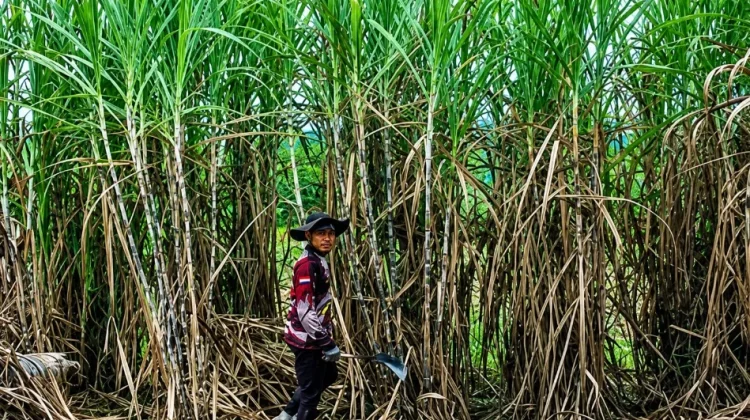 Pemerintah Rencanakan Perluasan Peremajaan Tebu 1.000 Hektare di Way Kanan