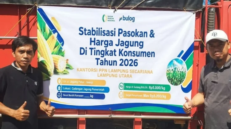 Bulog Lampung Utara Serap Jagung Petani Dukung Swasembada Pangan