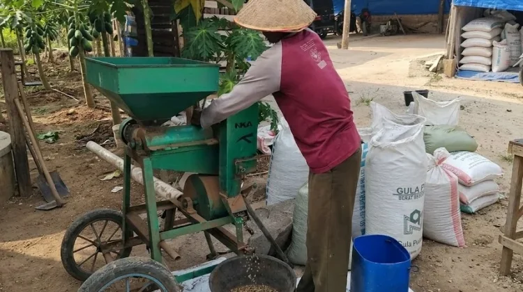 Dinas Perkebunan Way Kanan Dorong Hilirisasi Kopi Robusta