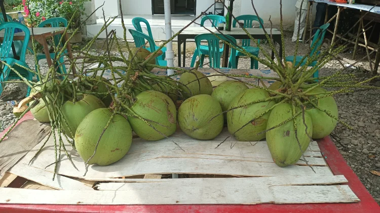 Kelapa Muda Diminati di tengah Cuaca Panas