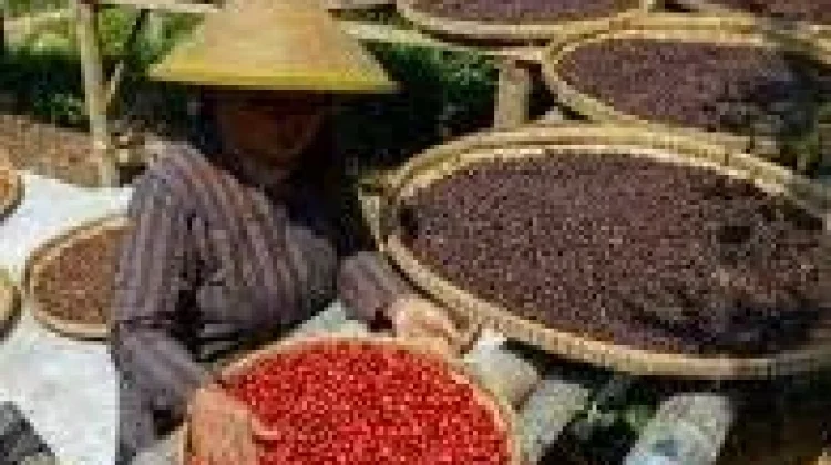 Dinas Perkebunan Dorong Pengusaha Kopi Perkuat Kemitraan Petani