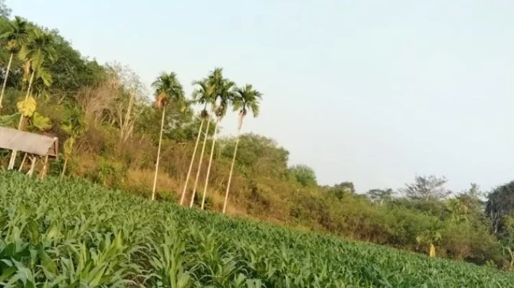 Petani Jagung di Way Kanan Terdesak Butuh Pompa Air dan Bantuan Alsintan