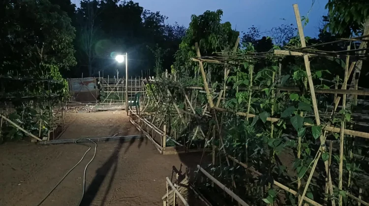 Kebun Pekarangan Produktif, Wujudkan Ketahanan Pangan dari Rumah