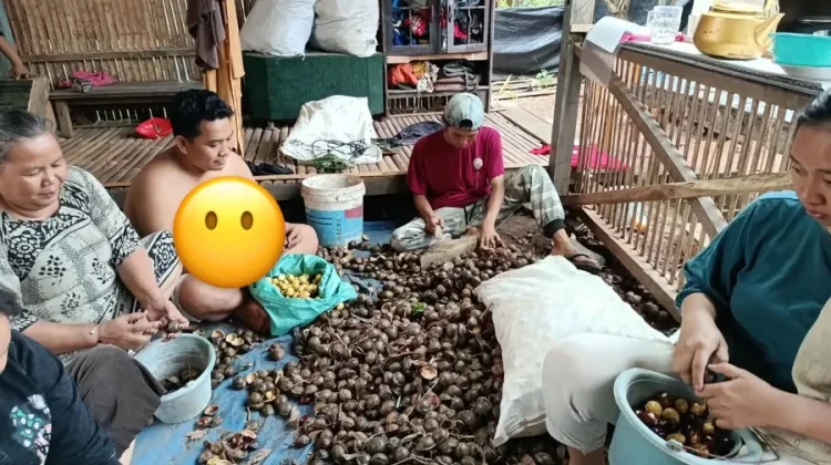 Proses Buka Kulit Jengkol, Tambah Nilai Jual Hasil Panen