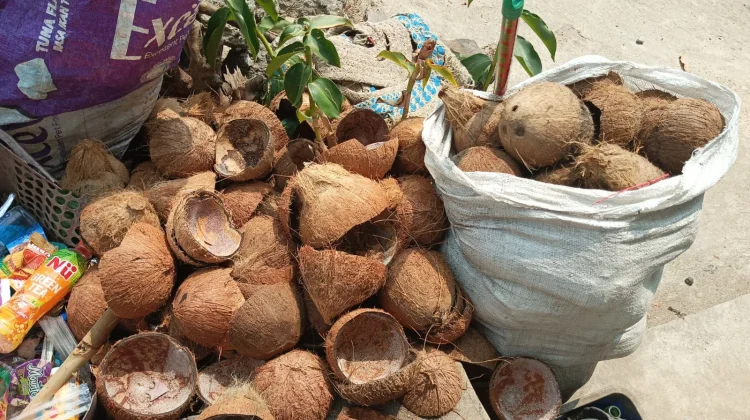 Tempurung Kelapa Dimanfaatkan untuk Berbagai Kebutuhan