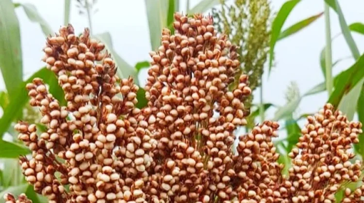 Lampung Akan Kembangkan Sorgum untuk Bahan Baku Bioetanol