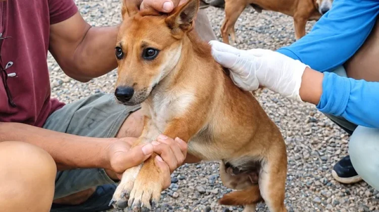 Pemkab Way Kanan Lakukan Vaksinasi Rabies di Kampung Negeri Bumi Putera