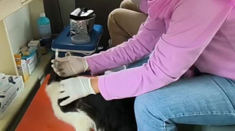 Metro Sediakan 2.600 Dosis Vaksin Rabies Gratis