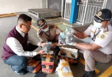 Karantina Lampung Gagalkan Pengiriman Ribuan Benih Sawit Ilegal