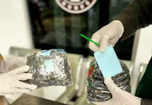 Karantina Lampung Gagalkan Peredaran Puluhan Ribu Benih Sawit Palsu