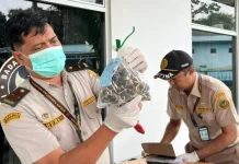 Balai Karantina Lampung Lindungi Kebun Rakyat dari Benih Sawit Palsu