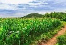 Petani Jagung Baradatu Hadapi Cuaca, Hama, dan Kekurangan Air
