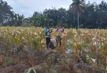 Bhabinkamtibmas Bumi Agung Dampingi Petani Panen Jagung