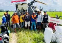 Bulog Serap Gabah Petani di Desa Bangun Sari Lampung Utara