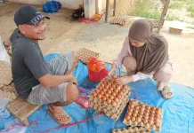 Usaha Telur Ayam Rumahan Perkuat Ekonomi Keluarga
