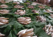 Ikan Air Tawar Segar, Hasil Tangkapan Warga