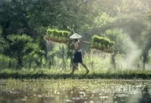 Tantangan Budaya Hambat Petani Beralih ke Pertanian Modern