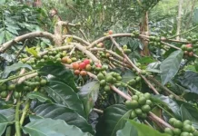 Kopi Robusta Way Kanan Dapat Perhatian dari Pemerintah Pusat