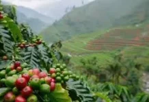 Keunggulan Kopi Robusta Way Kanan Dipengaruhi Struktur Tanah
