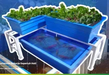 Kementan Dorong Aquaponik Jadi Solusi Pertanian Masa Depan