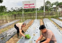 Polres Way Kanan Tanam Sayur Dukung Ketahanan Pangan