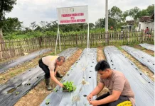 Polres Way Kanan Manfaatkan Lahan Tanam Sayur