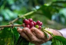 Pemkab Way Kanan Perkuat Hilirisasi Pengembangan Kopi Robusta