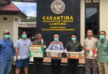 Karantina Lampung Gagalkan Penyelundupan Burung Elang dan Anak Monyet