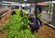 Lapas Way Kanan Panen Bayam dan Kangkung dari Lahan Sempit
