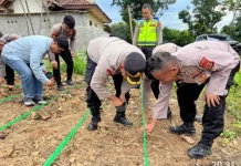 Polres Way Kanan dan Jajaran Polsek Tanam Jagung Kuartal I 2026