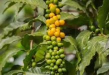 Pemkab Way Kanan Pertahankan Branding Kopi Robusta Hasil Okulasi