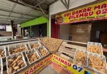 Ubi Cilembu Mulai Diminati Warga Way Kanan