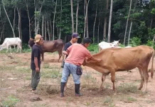 Menjelang Lebaran, Pasokan Hewan Ternak Way Kanan Aman