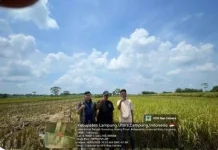 Tim Jemput Pangan Bulog Optimalkan Penyerapan Gabah Petani