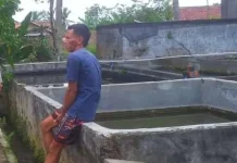 Warga Way Nyelai Budidaya Lele di Pekarangan Rumah